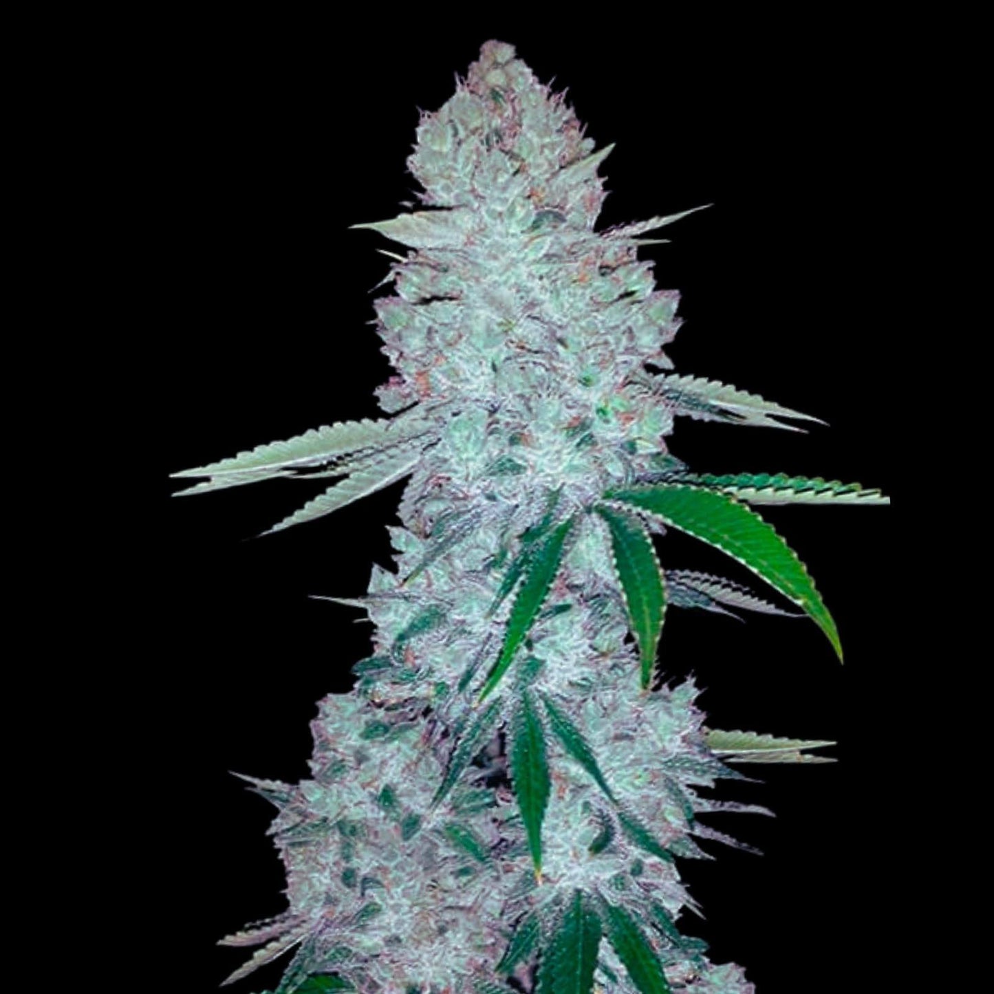 Gorilla Glue Autoflowering