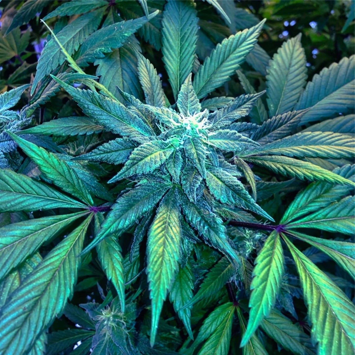 3x Blueberry