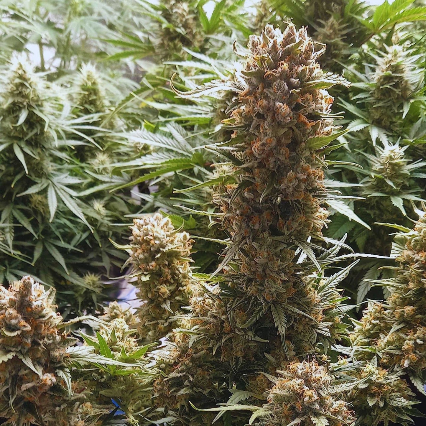 Bubble Gumz Autoflowering